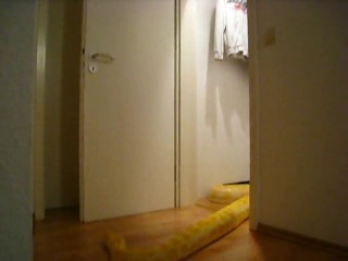 huge boa constrictor knows how to open doors
