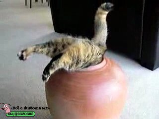 fat cat and vase